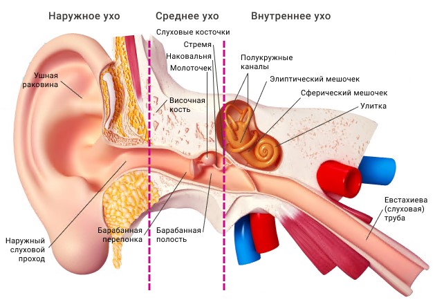 Строение уха