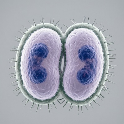Схематичное изображение бактерии Neisseria meningitidis под микроскопом